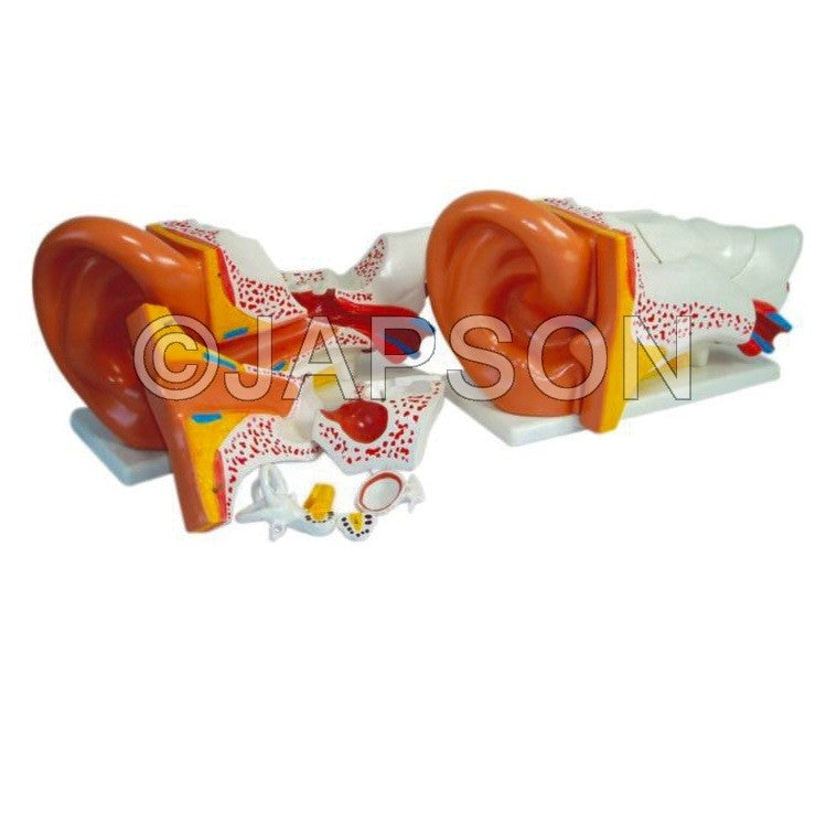 Ear model, PVC Plastic Ear model, PVC Plastic